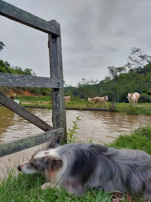 Dia a Dia
