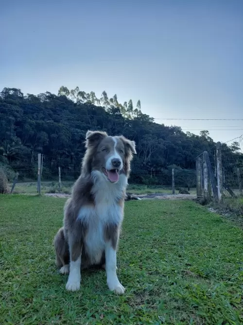 Dia a Dia